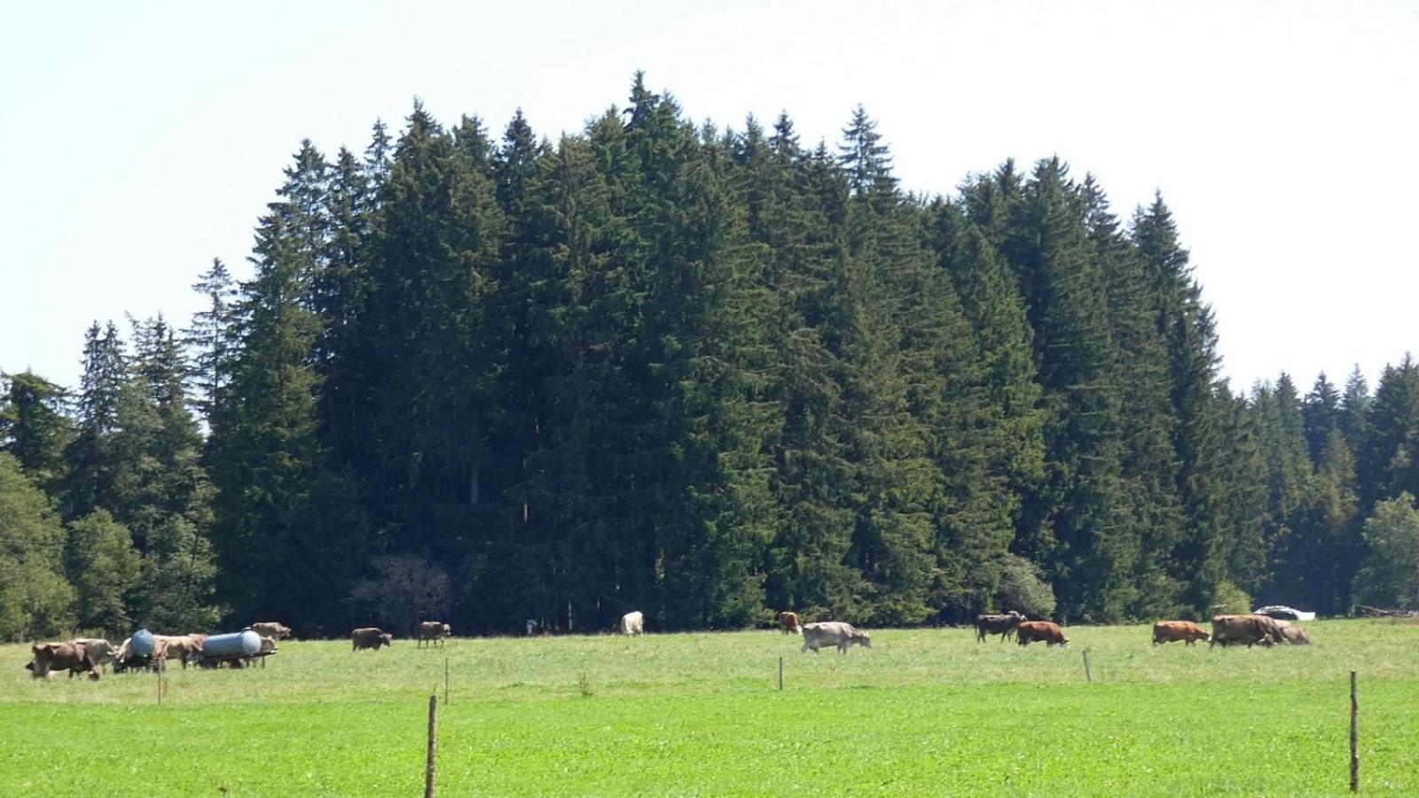 Ferienwohnung Nr 5, Lechbruck-Gruendl, Allgaeu Prem Exteriör bild